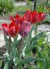 tulip077b_t1.jpg