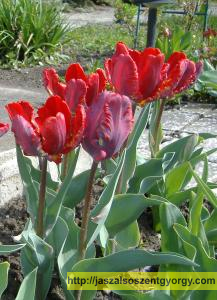 tulip077b.jpg