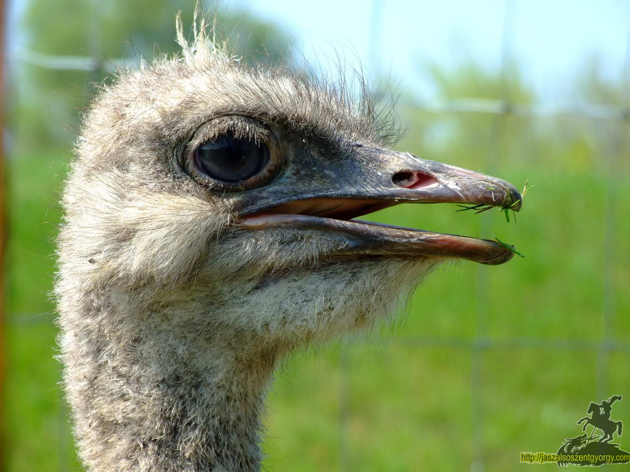 birkanyiro100424_ 181.JPG